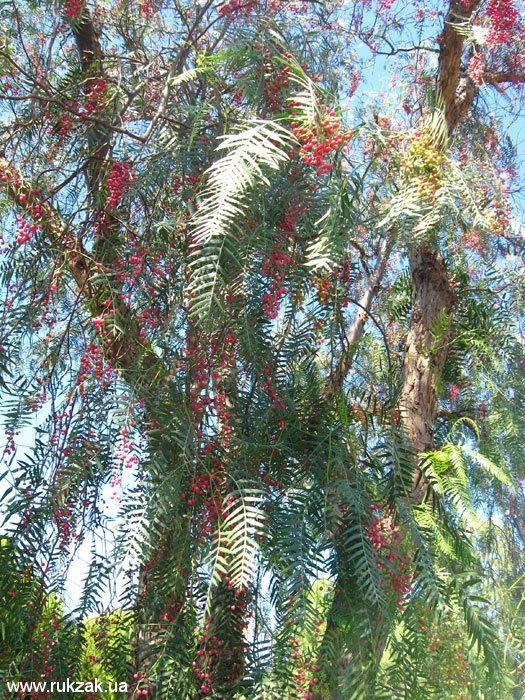 Дерево с красными ягодами. Турция, лето 2011