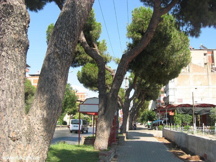 Формирование деревьев в Турции. Лето 2011