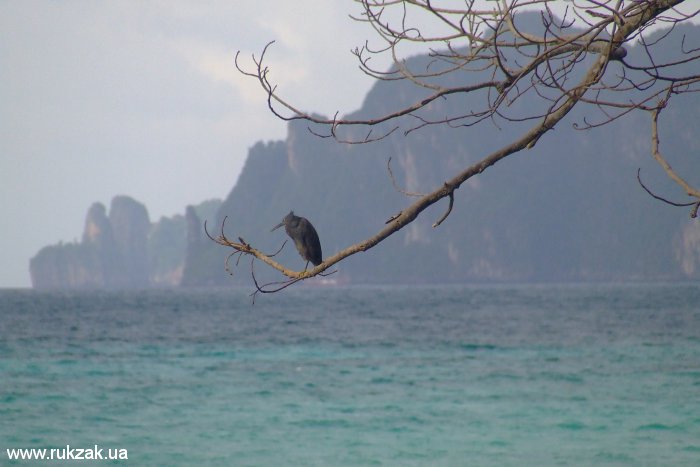 Ещё птица. Остров Пи Пи Дон, Таиланд