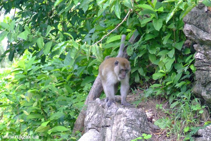 К нам спускается злая Пи-Пи-Донская обезьянка. Таиланд