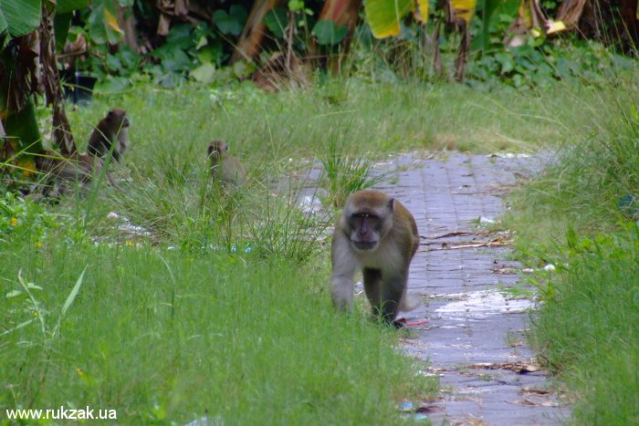 К нам спустилась злая Пи-Пи-Донская обезьянка. Таиланд