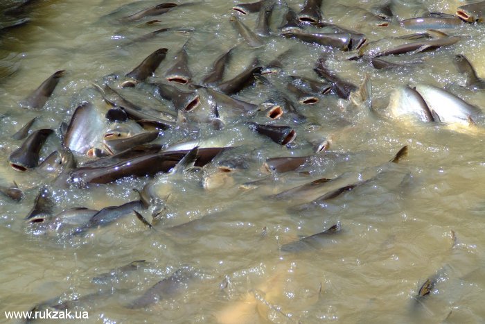 Бангкок. Рыба в реке Чаупхрая. Зрелище возле каждого храма и на многих причалах