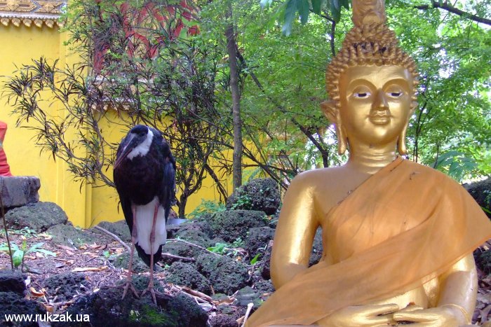 Вьентьян. Птица около статуи Будды
