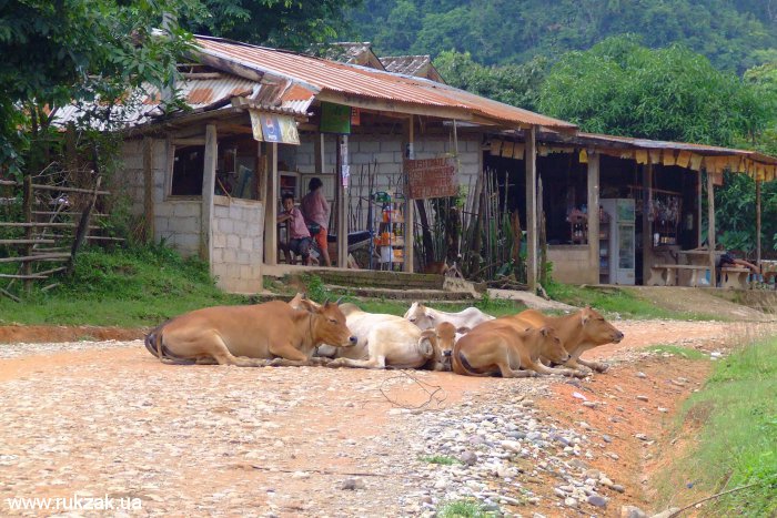 Лаосские коровы на дороге