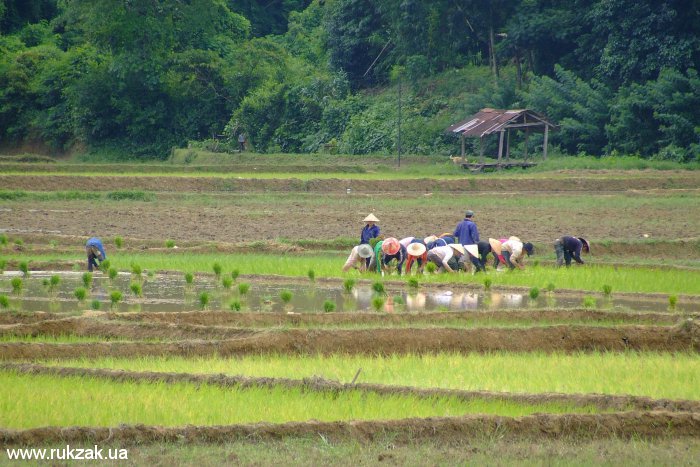 Лаосские крестьяне трудятся на рисовых полях
