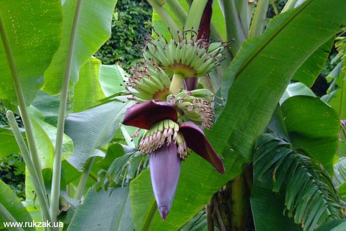 Лаос. Цветок банана