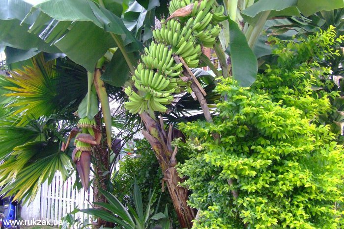 Гроздь лаосских бананов