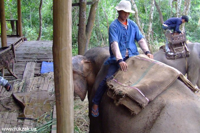 Погонщик аккуратно седлает слона для туристов