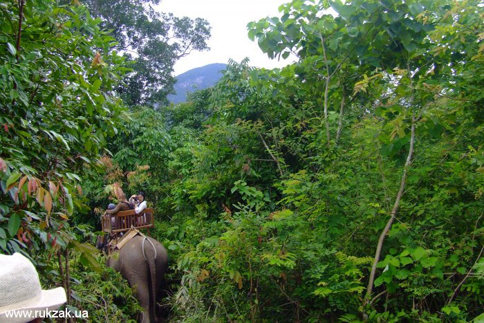 Катание на слонах по лаосским джунглям