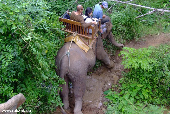 Слон - тихий вездеход. Лаос