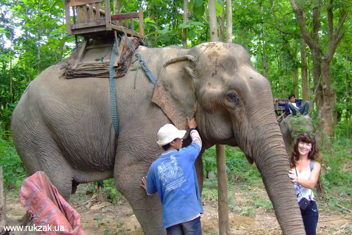 Это слон, на котором мы прокатились по джунглям