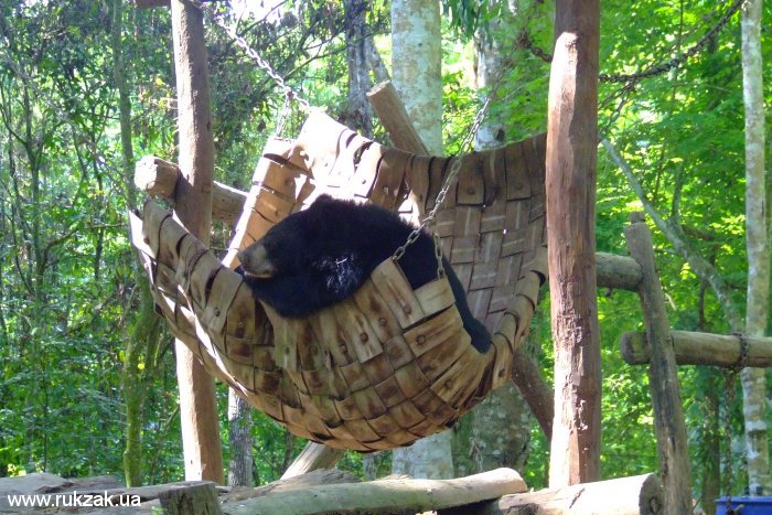 Медведь в Гамаке. Зоопарк перед луангпрабангским водопадом