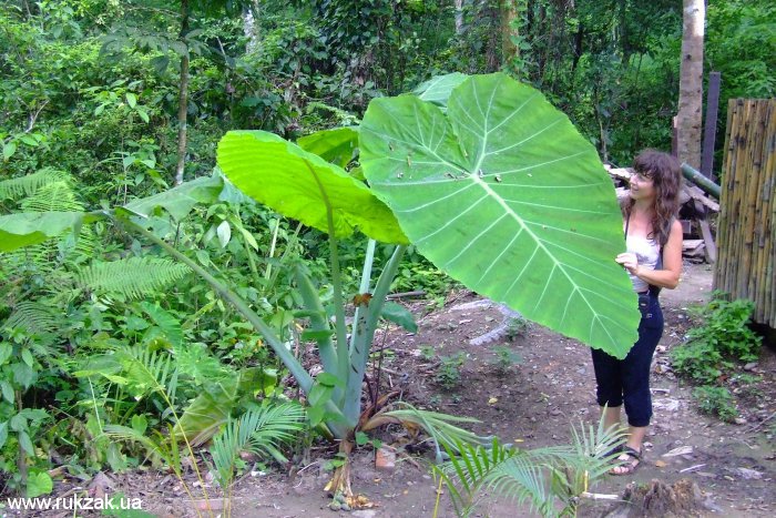 Огромные листья тропических растений