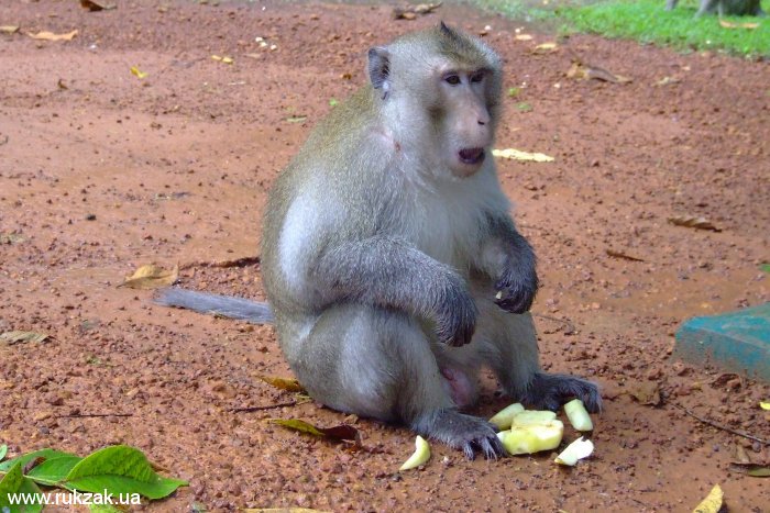 Камбоджийская обезьяна