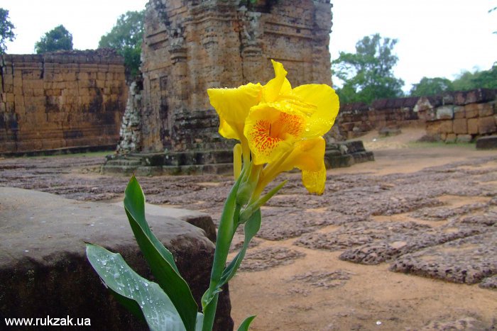 Ангкор - жёлтый цветок