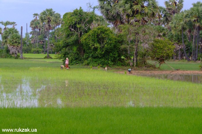 Рисовые поля Камбоджи