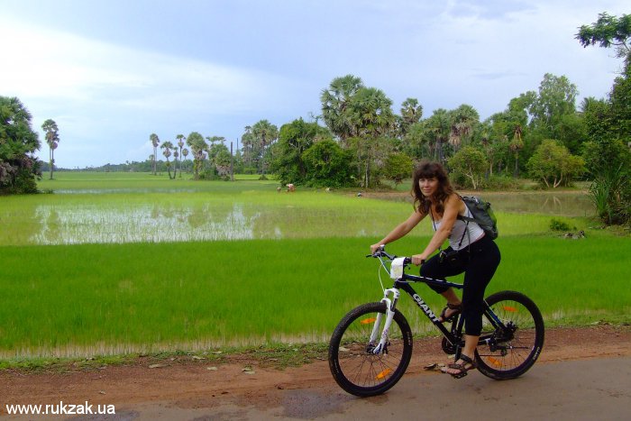 Рисовые поля в окрестностях Ангкора. Камбоджа