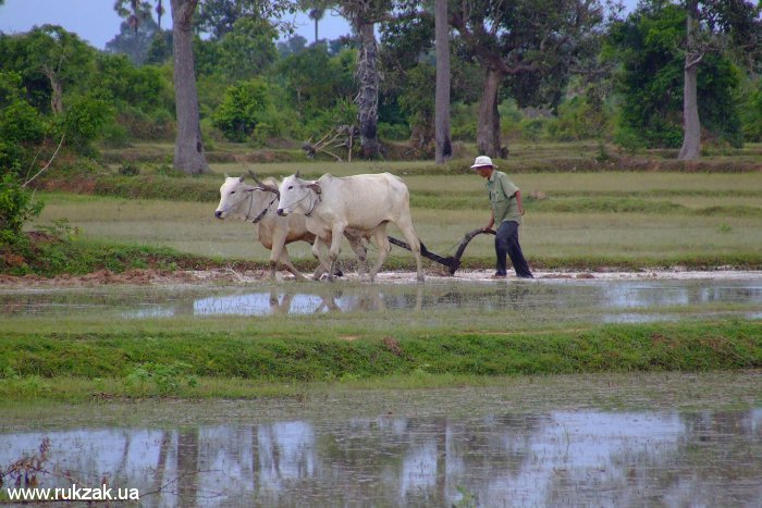 Выращивание риса в окрестностях Ангкора