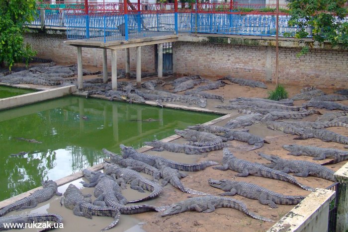 Крокодилы. Крокодиловая ферма города Сием Риеп, Камбоджа