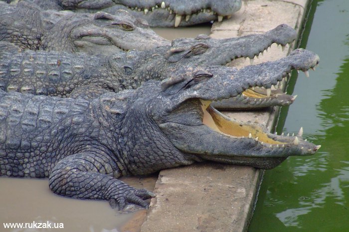 Крокодилы. Крокодиловая ферма города Сием Риеп, Камбоджа