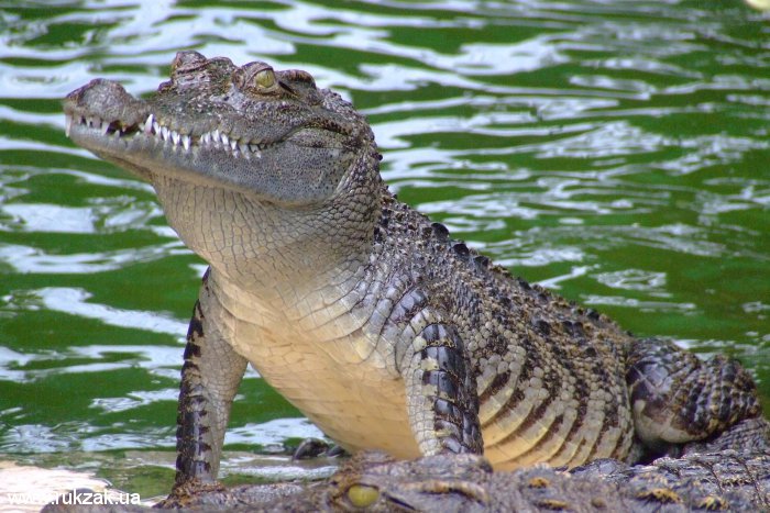 Крокодил. Крокодиловая ферма города Сием Риеп, Камбоджа