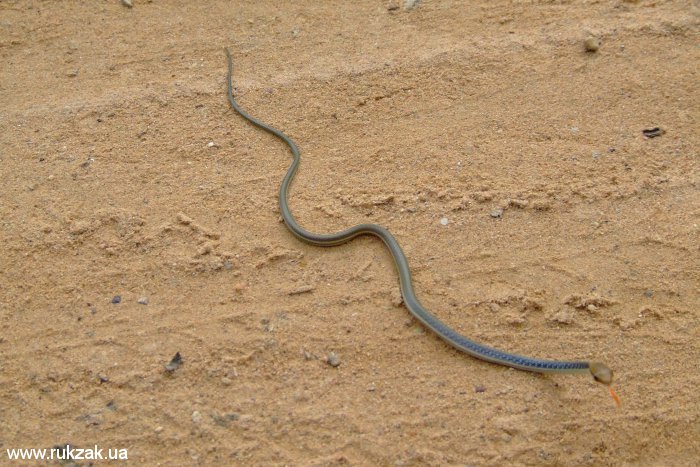 Мелкая ангкорская змея