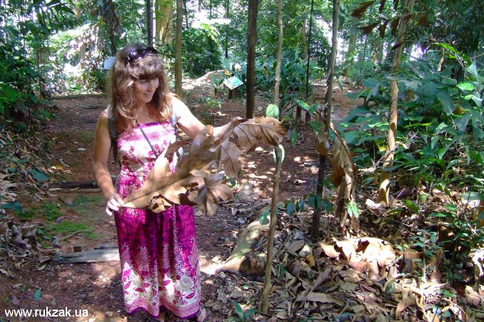 Участок девственных тропических джунглей в центре магаполиса Куала-Лумпур, Малайзия