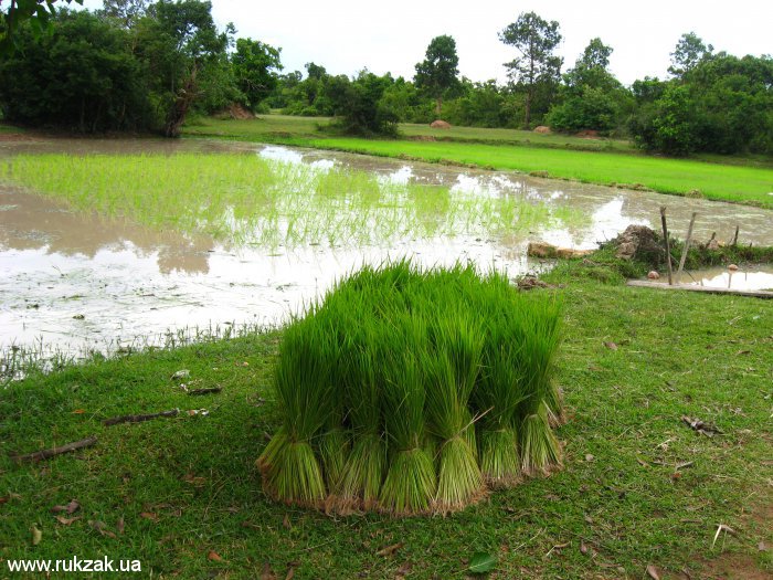 Выращивание риса в окрестностях Ангкора