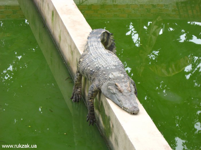 Крокодил-ленивец. Крокодиловая ферма города Сием Риеп, Камбоджа