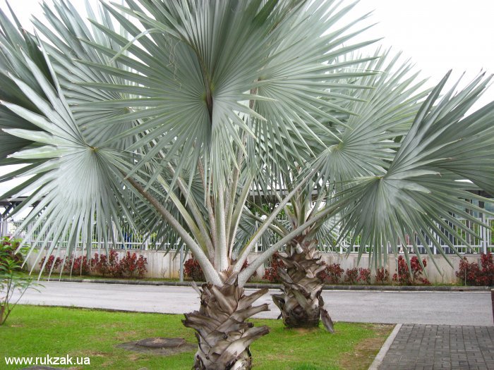 Малайзия - пальмы