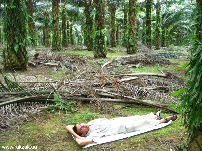 В жаркой пальмовой роще. Малайзия