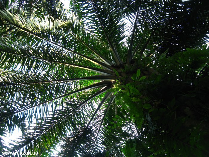 Финиковая пальма. Малайзия