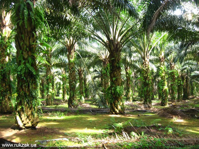 Пальмовая роща - место ночевки. Малайзия