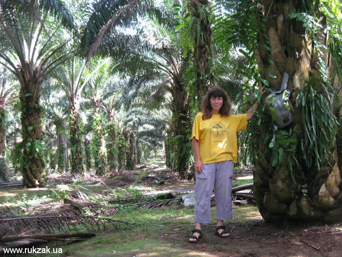 В жаркой пальмовой роще. Малайзия