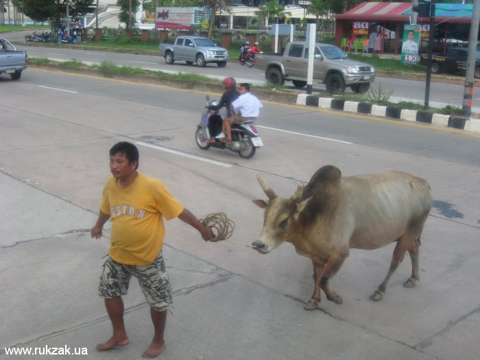 Буйвола ведут через дорогу. Таиланд