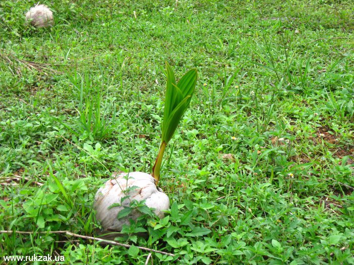 Проросток кокоса. Остров Пхи Пхи, Таиланд