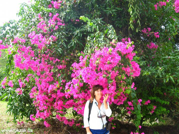 Цветы острова Ко Тао, Таиланд