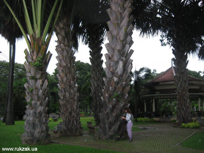 Пальмы в одном из парков Бангкока