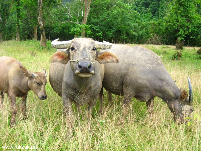 Лаосские буйволы