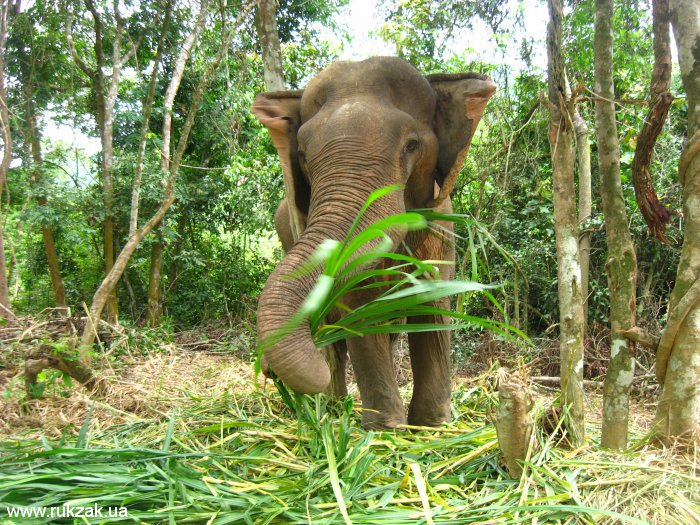 Слон в лаосских джунглях