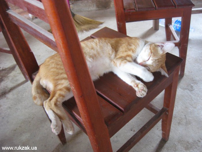 Лаосское спящее котэ