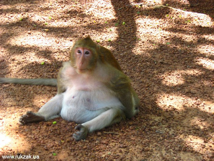 Камбоджа. Ангкорская обезьянка