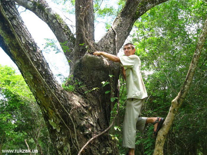 Дерево с геокэшерским тайником Ангкор Ват