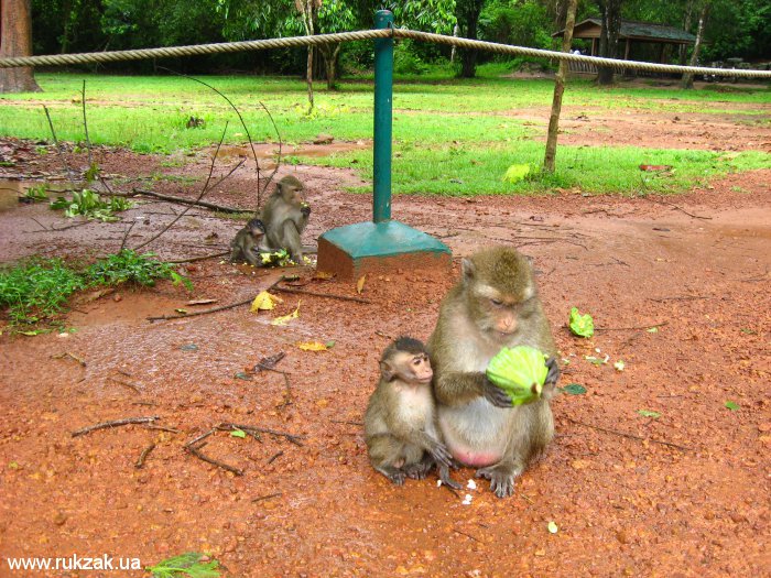 Милые ангкорские обезьянки