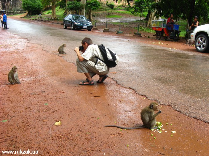 Ангкор. Фотографирование обезьян