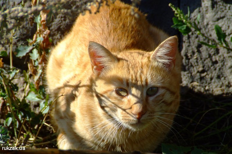 Севанский кот