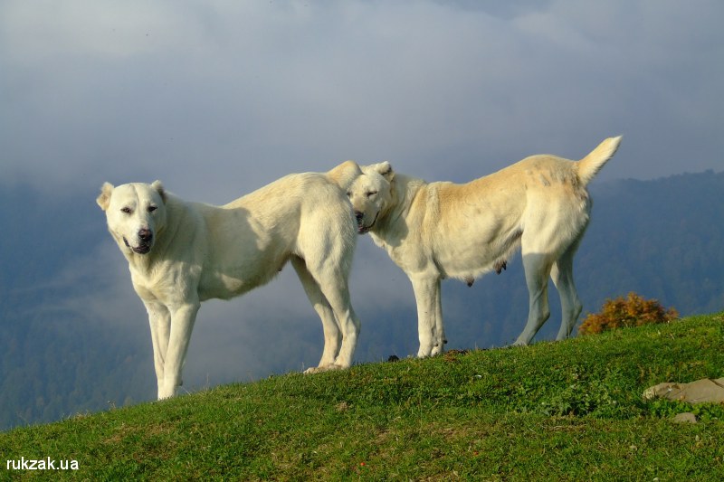 Собаки в горах