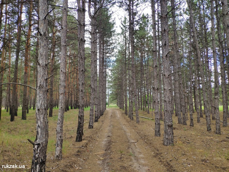 Дорога через сосновый лес
